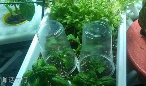 Basic Hydroponic System Construction 基础水培系统工作坊