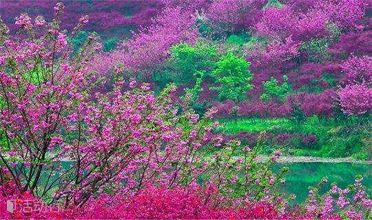 【周末】深入浙东的‘西藏’，徜徉十里樱花海，邂逅一场樱花雨（1天）