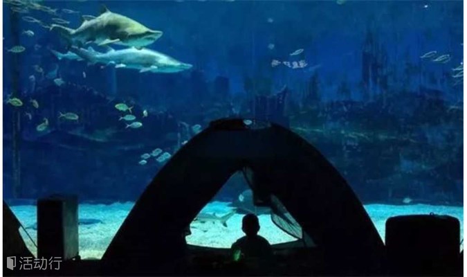 北京海洋馆| 夜宿海洋馆，海底露营，寻找属于你的海底奇缘