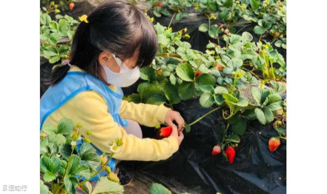 北京亲子植树【蓝调】生态小讲堂、摘草莓、伺“鸡”行动，累计志愿北京