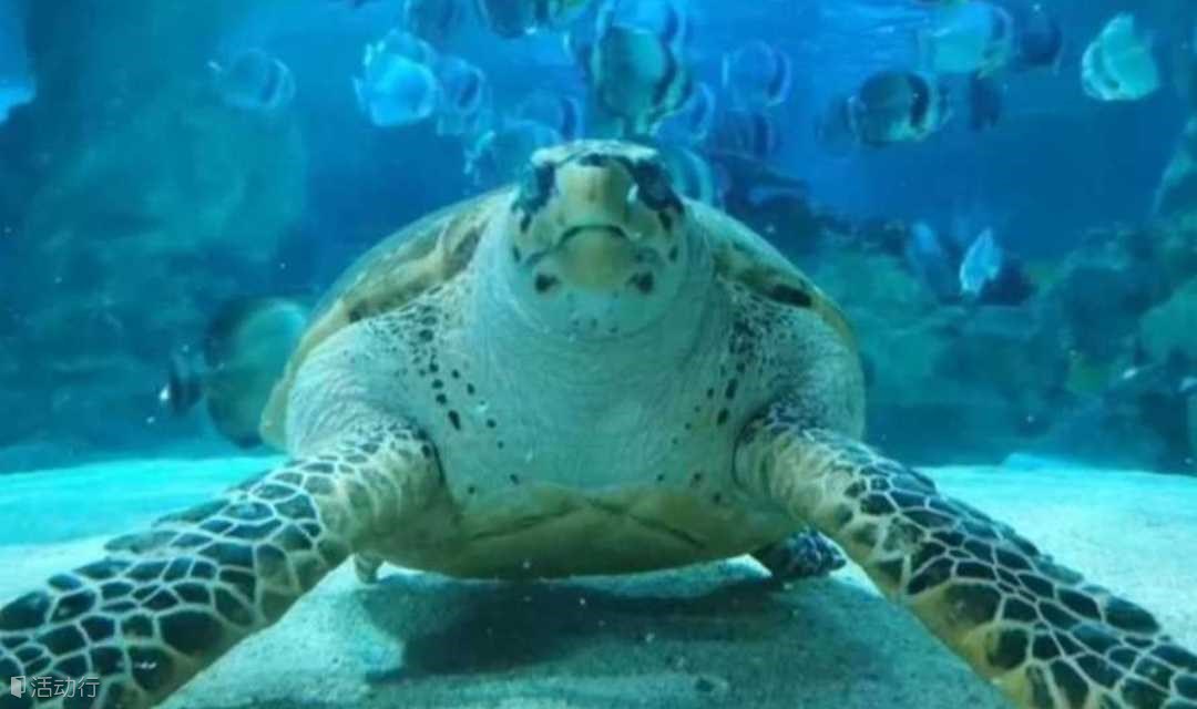 北京亲子游 我是海龟守护者 海洋研学 喂海龟、海底世界亲子游 