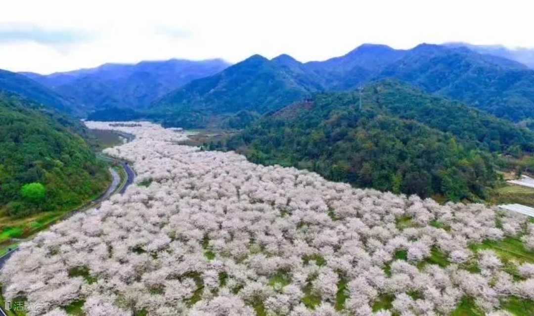 相约曹娥江畔的最美樱花谷，沐浴十里春风（上海1天活动）