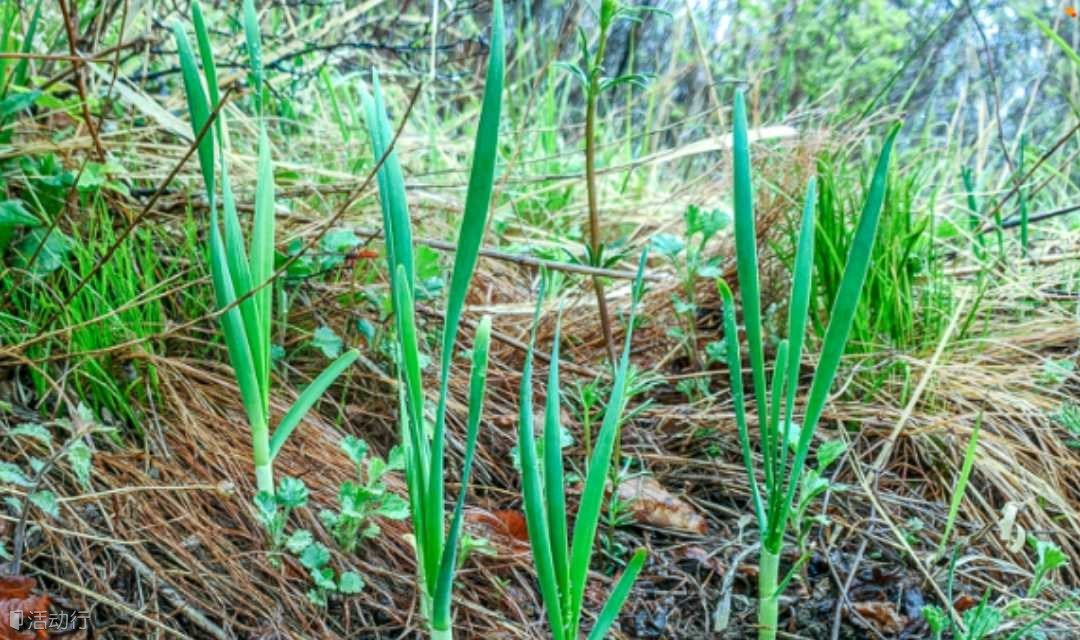 黄草梁徒步摘野韭菜季  周末一日游-古道明珠黄草梁徒步环穿-北京驴友后花园